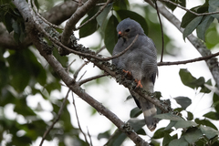 Kaupifalco monogrammicus