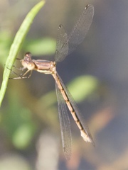 Lestes australis