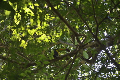 Ramphastos sulfuratus