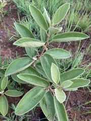 Diospyros galpinii