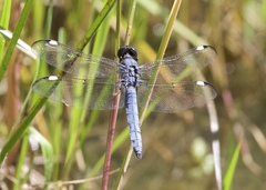Libellula cyanea