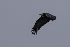 Necrosyrtes monachus