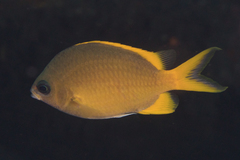 Chromis analis