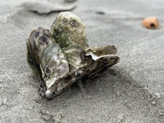 Crassostrea virginica