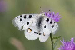 Parnassius apollo