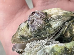 Crassostrea virginica