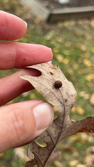 Acraspis pezomachoides