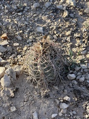 Echinocactus horizonthalonius