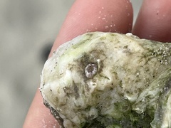 Crassostrea virginica