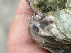 Crassostrea virginica