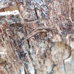 Archaeognatha
