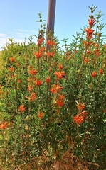 Leonotis leonurus