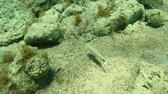 Parapercis hexophtalma