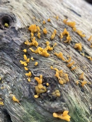 Calocera cornea