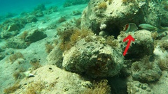 Chaetodon paucifasciatus