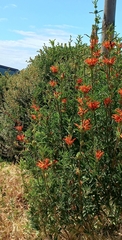 Leonotis leonurus