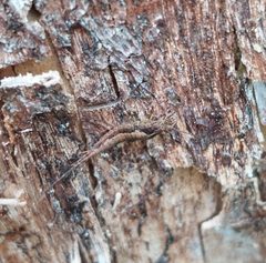 Archaeognatha