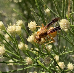 Polistes flavus