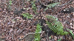Polystichum braunii image