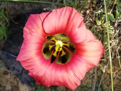 Romulea sabulosa