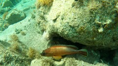 Epinephelus fasciatus