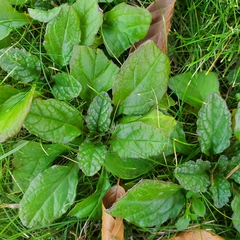 Ajuga