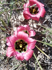Romulea sabulosa