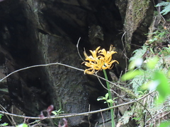 Lycoris aurea