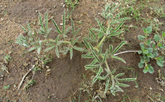Cyphostemma