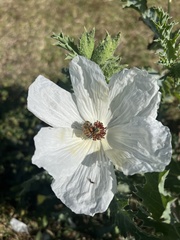 Argemone platyceras