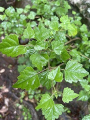 Plectranthus saccatus
