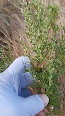 Eupatorium compositifolium