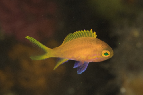 Squarespot Anthias — seen at this dive site