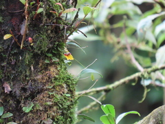 Bulbophyllum retusiusculum