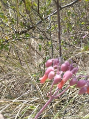 Kalanchoe laxiflora