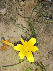 Romulea tortuosa aurea