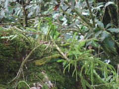 Phlegmariurus fordii