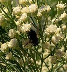 Tachinini