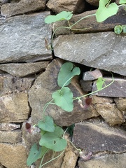 Aristolochia baetica