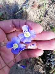 Heliophila acuminata