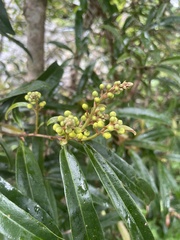 Acridocarpus natalitius