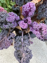 Brassica oleracea acephala