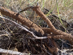 Gnathamitermes