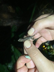 Anolis uniformis