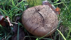 Scleroderma verrucosum