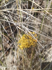 Teloschistes exilis