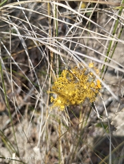 Teloschistes exilis