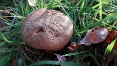 Scleroderma verrucosum