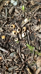 Muscardinus avellanarius