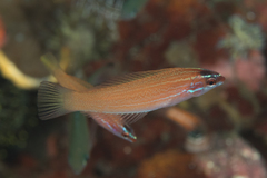 Pseudocoris yamashiroi